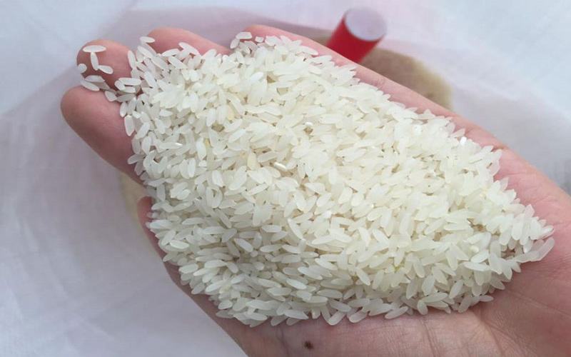 gạo tám điện biên