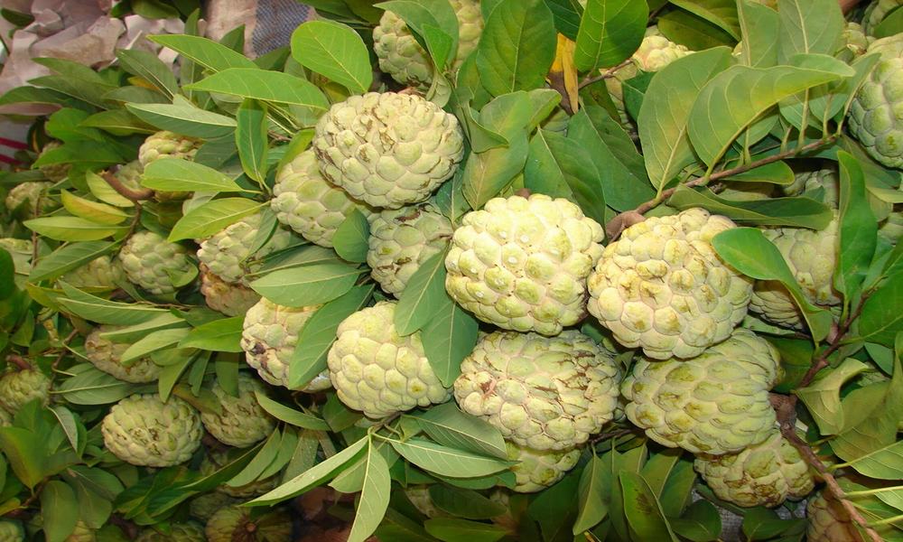 mãng cầu bà đen